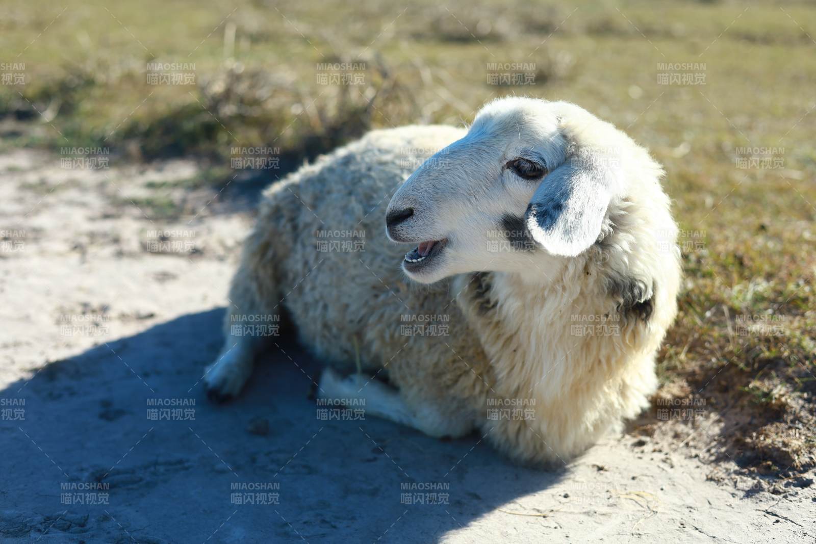 羊儿悠闲躺草地图片