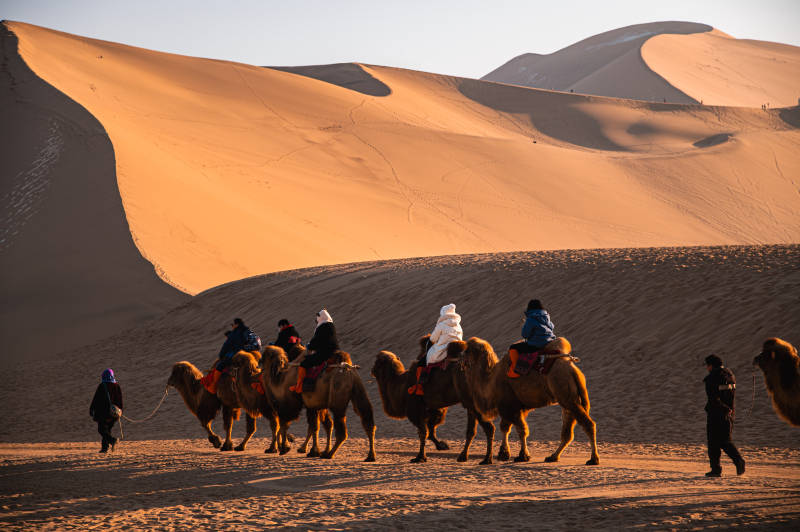 沙漠驼队行进中图片