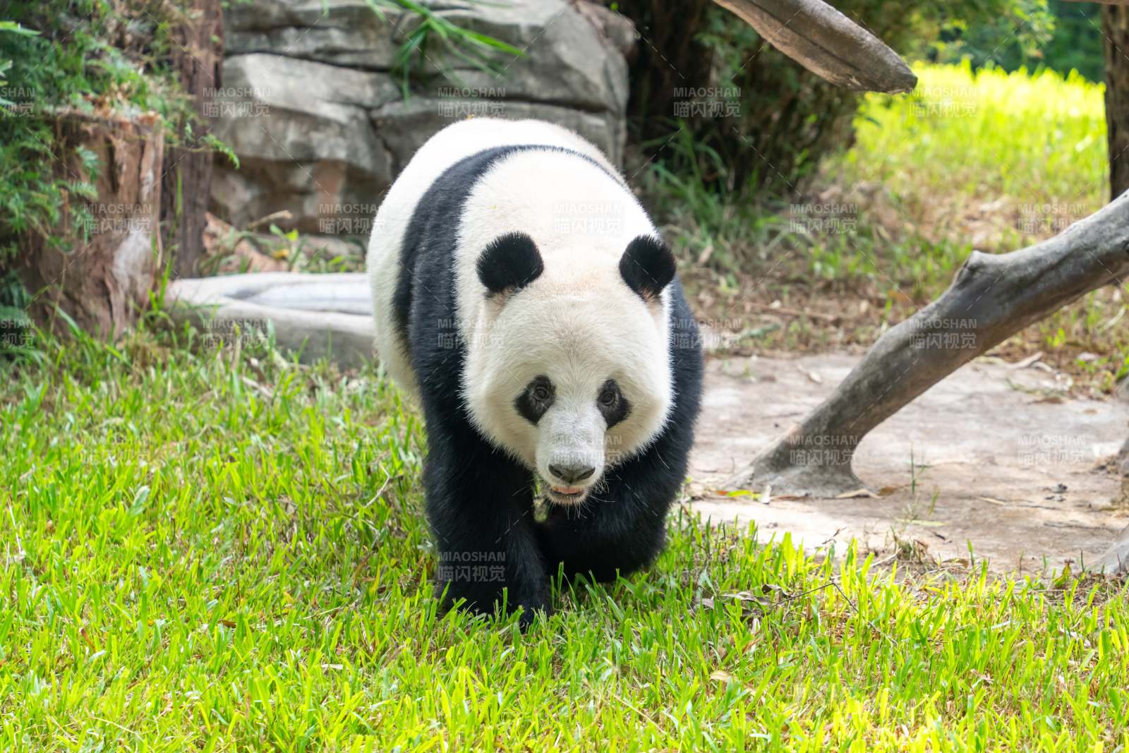 熊猫在草地上行走图片