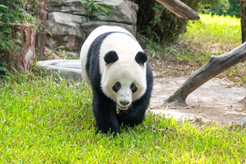 熊猫在草地上行走图片