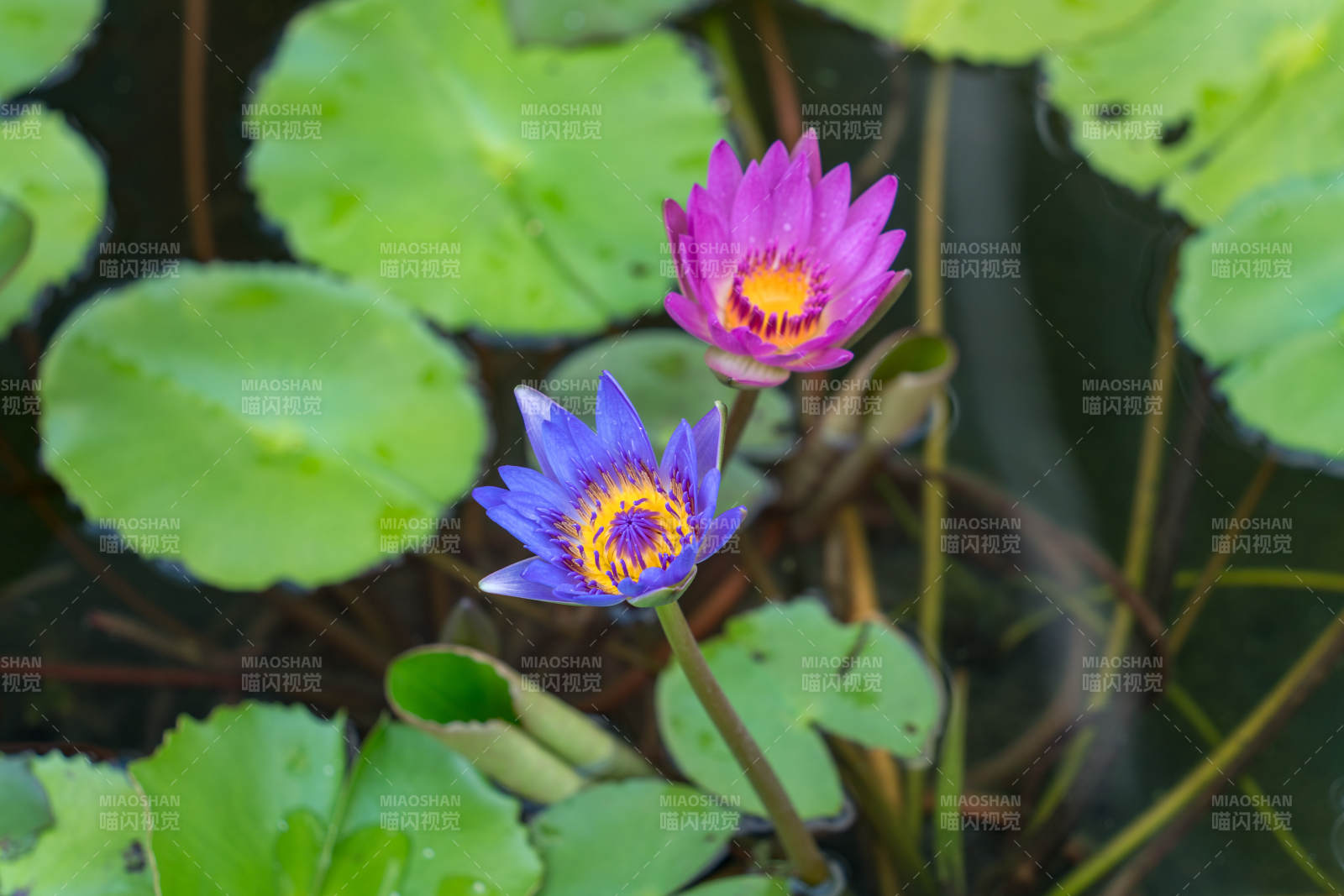 池中双莲绽放图片