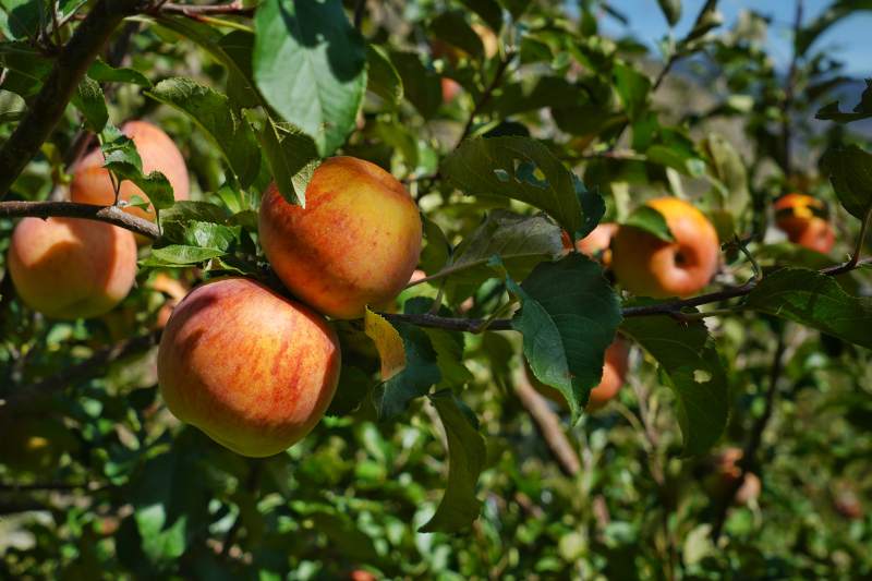 枝头硕果累累图片