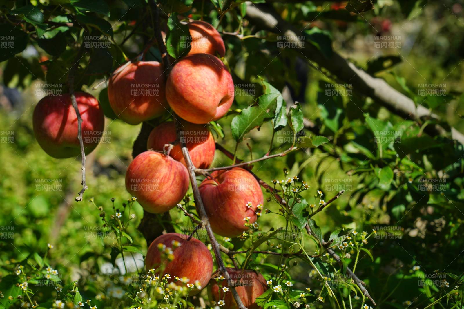 枝头红苹果图片