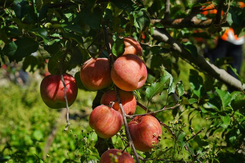 苹果树上挂满红果图片