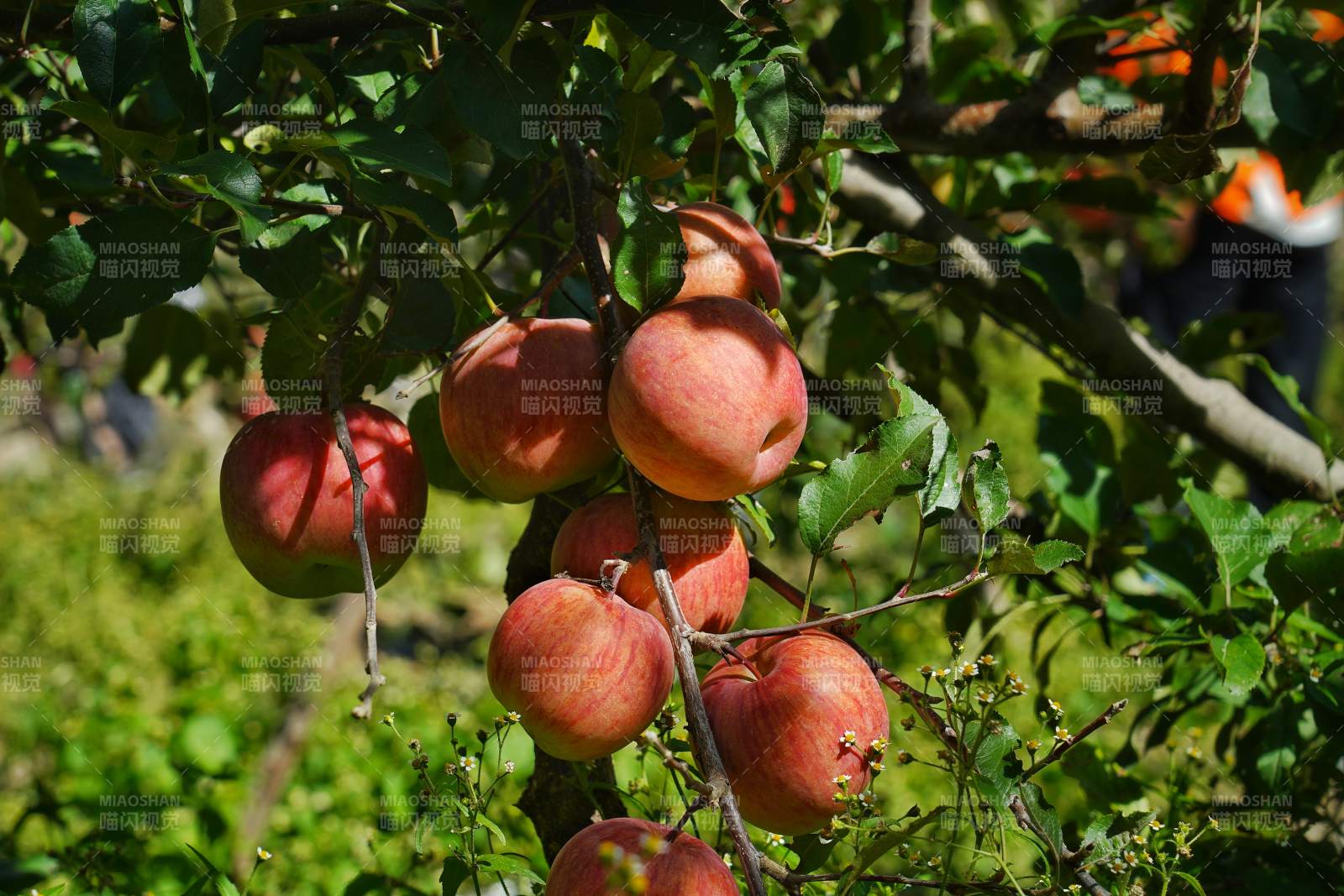 苹果树上挂满红果图片
