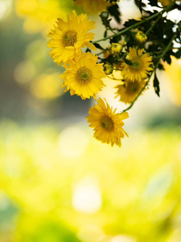 秋菊绽放 金黄满园图片