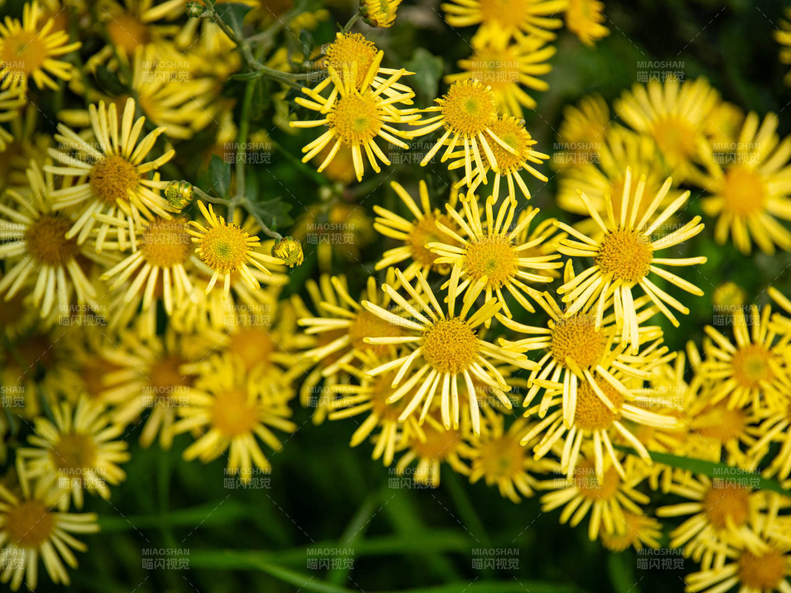 金菊绽放 生机盎然图片