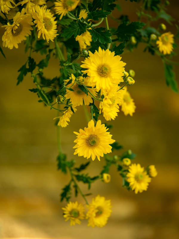 金菊垂枝绽放图片