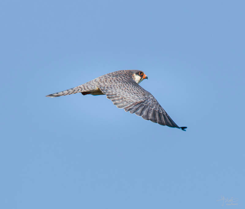 猎鹰翱翔蓝天图片