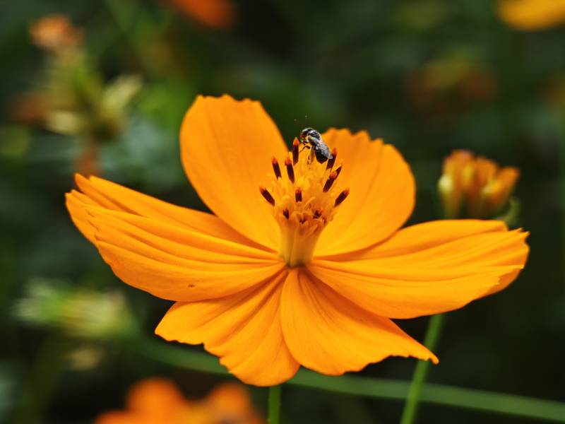 橙花上的小蜜蜂图片