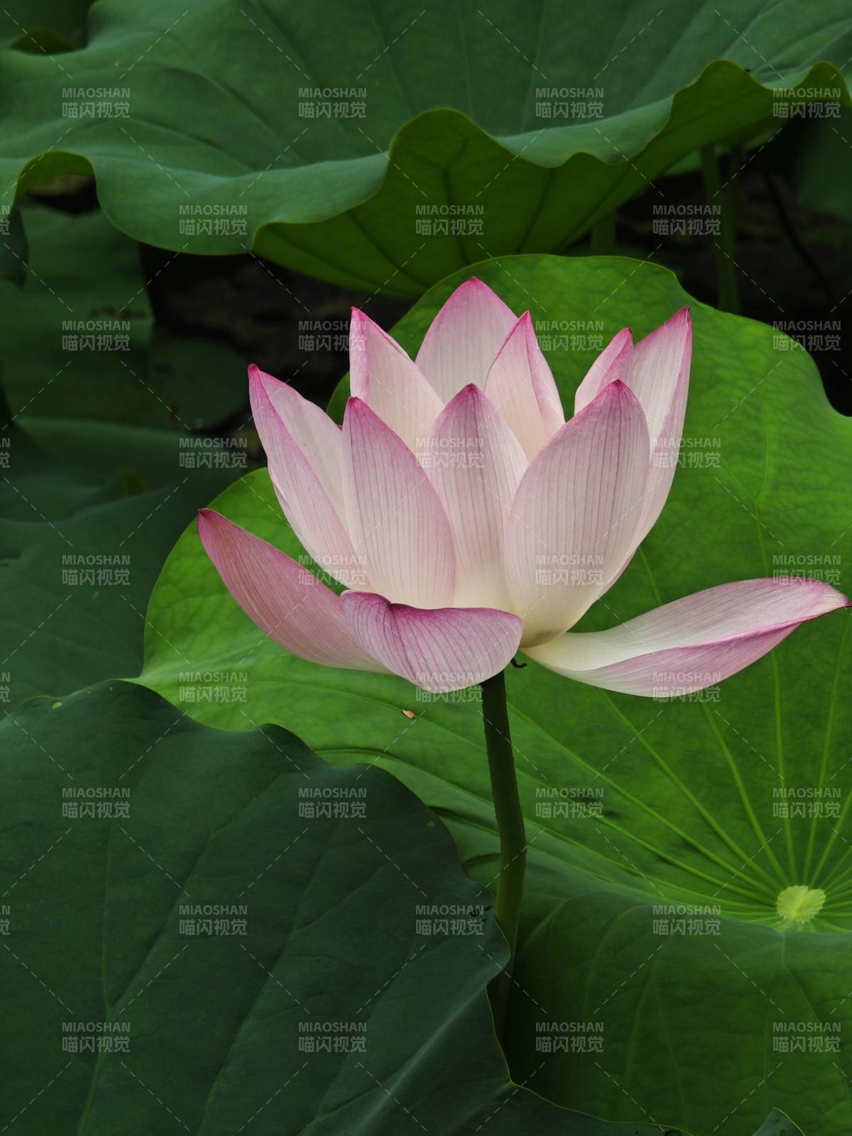 粉莲绽放绿叶间图片