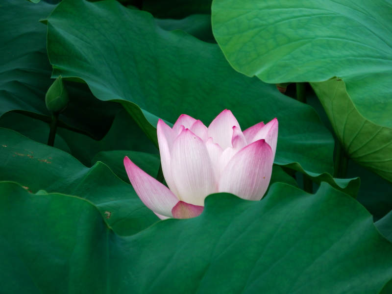 粉莲绽放绿叶间图片