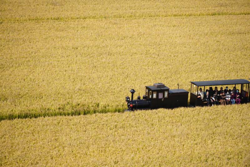 稻田小火车-稻梦空间图片