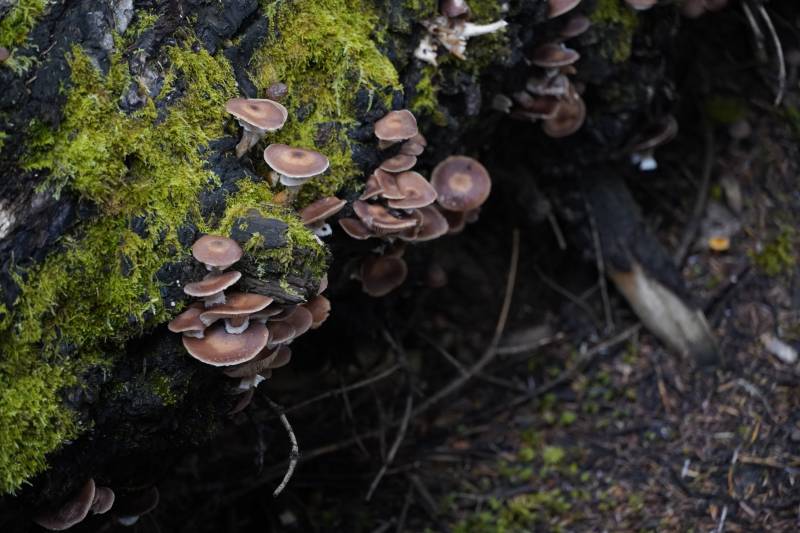 苔藓上的菌群图片