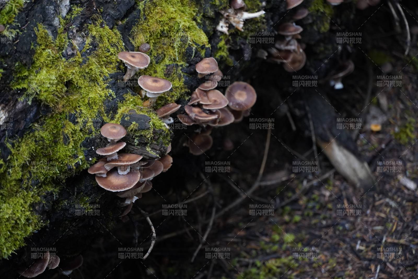苔藓上的菌群图片