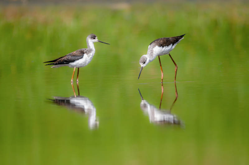 黑翅长脚鹬觅食图片