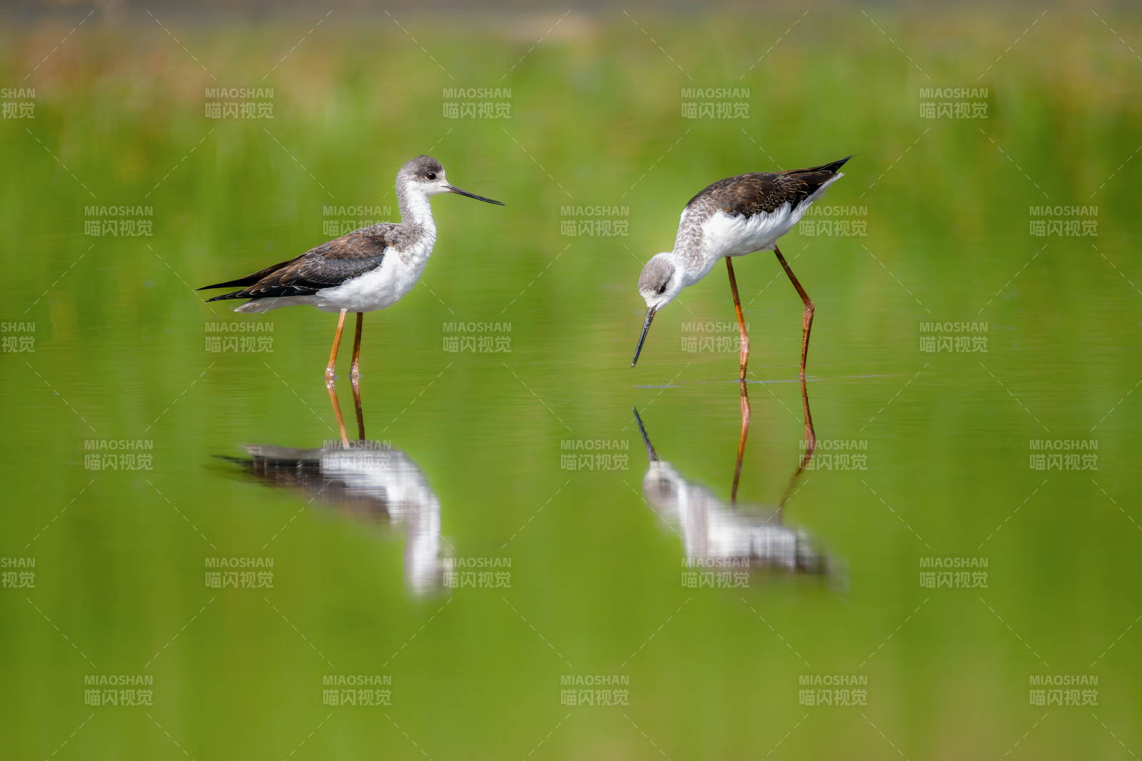 黑翅长脚鹬觅食图片