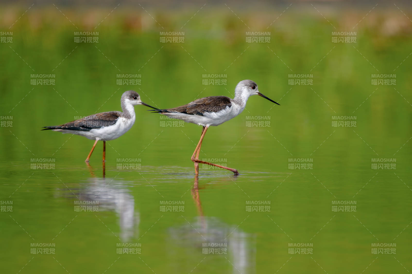 黑翅长脚鹬涉水图片