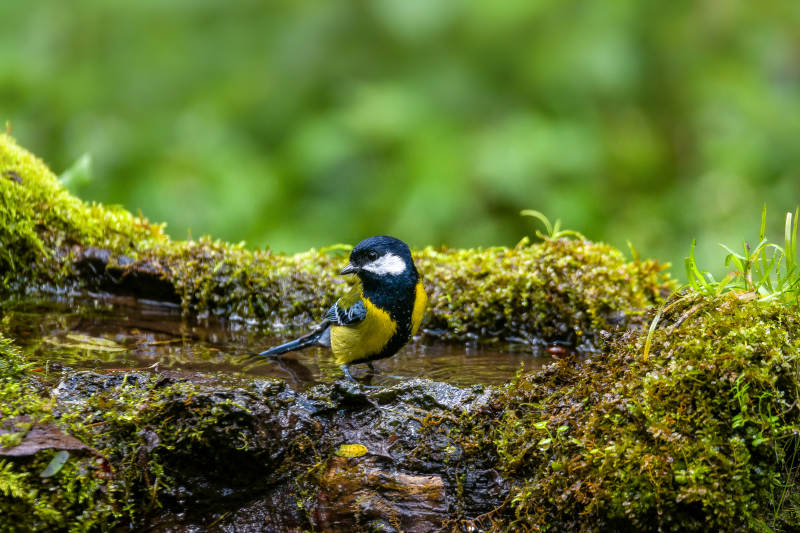 绿背山雀溪边觅食图片