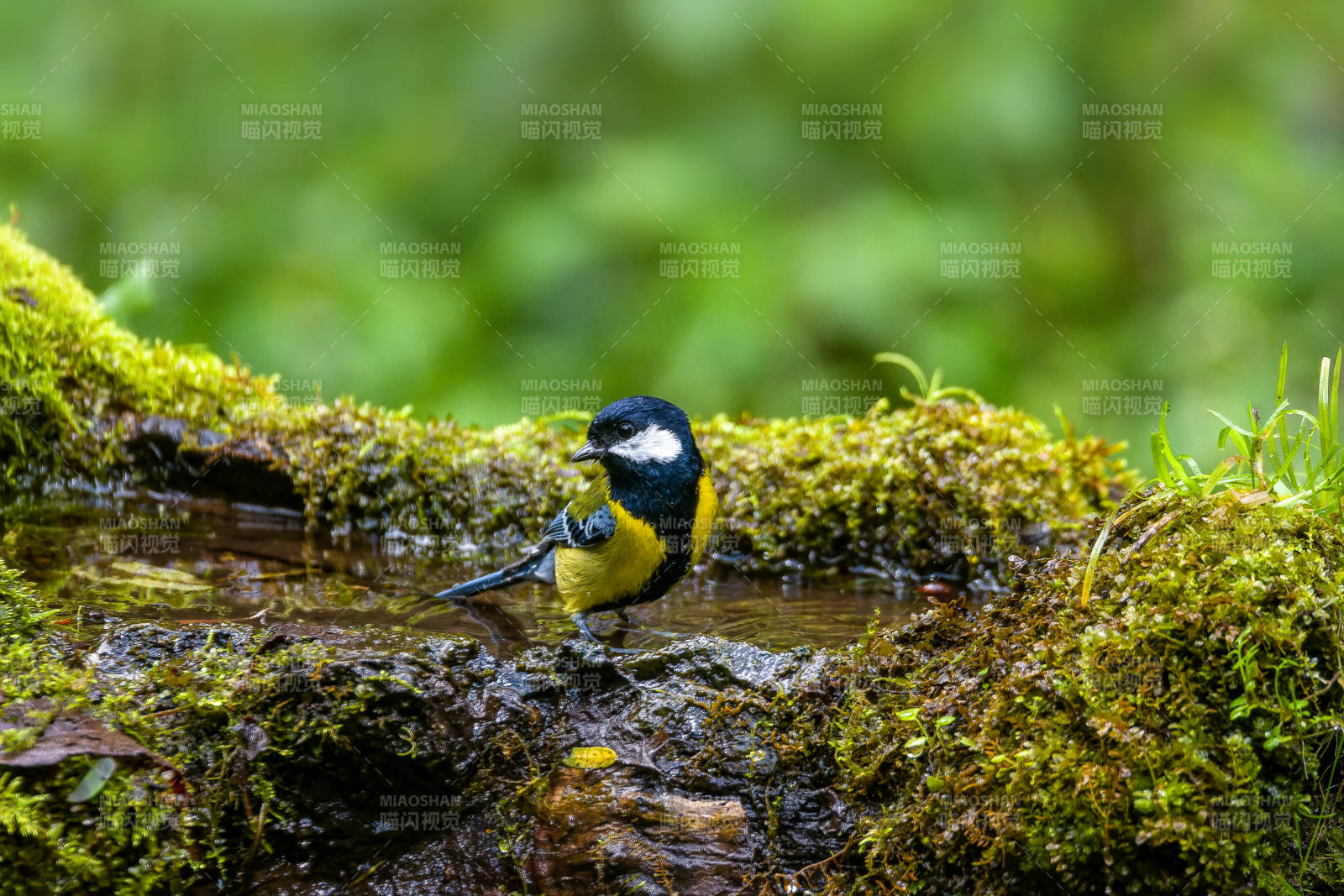 绿背山雀溪边觅食图片