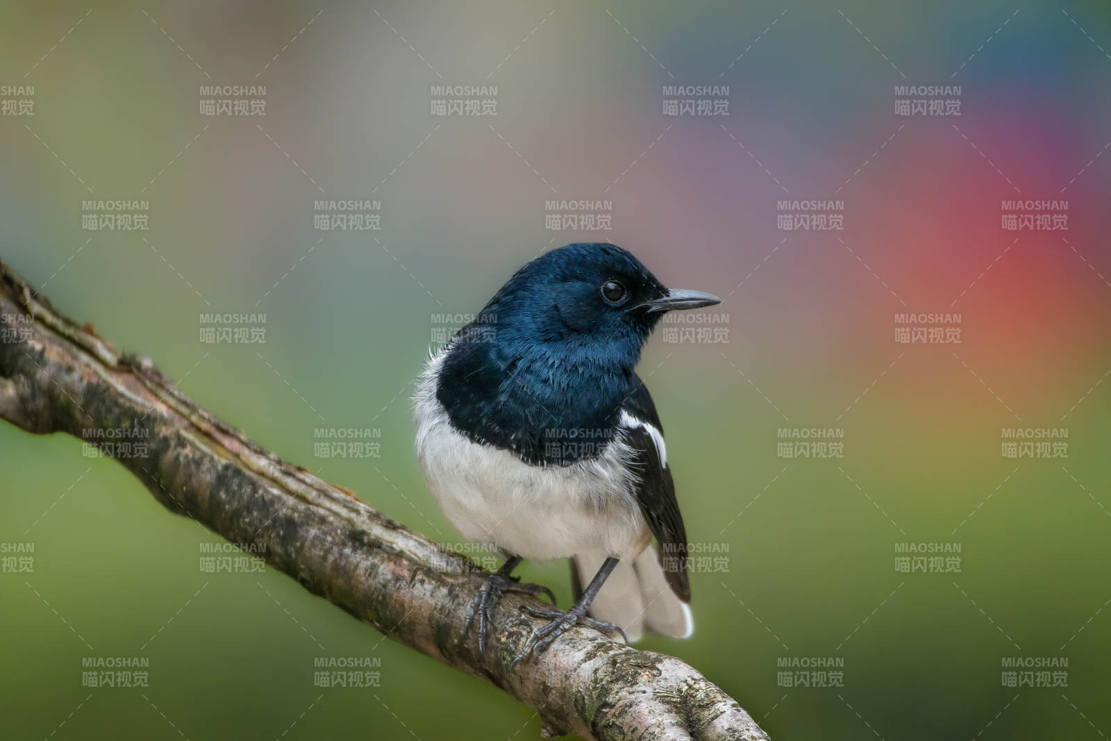 鹊鸲栖枝头图片