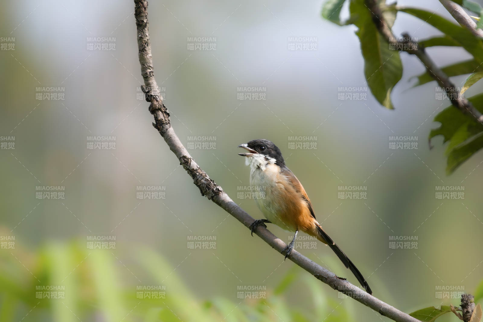 伯劳枝头 鸣叫悦耳图片