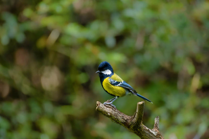 绿背山雀栖枝头图片