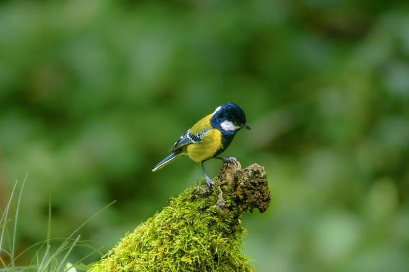 蓝冠山雀栖枝头图片