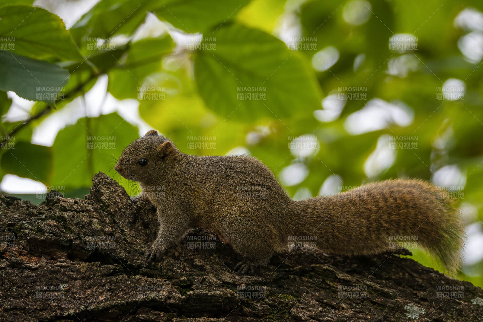 松鼠栖息树干图片