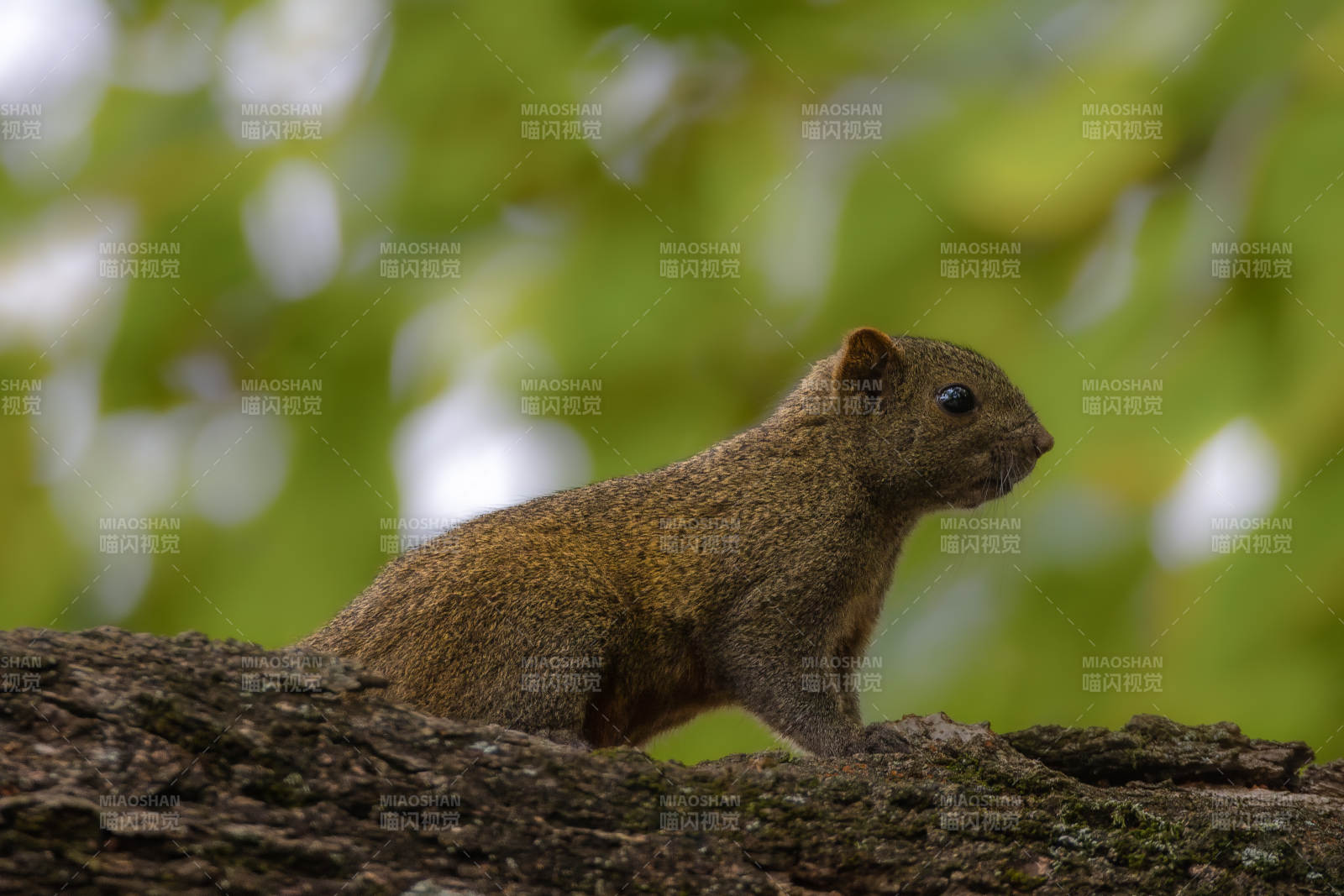 松鼠栖息树干上图片