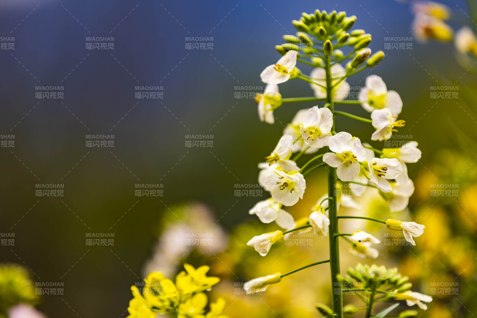 油菜花绽放图片