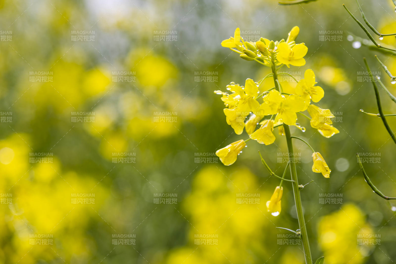 油菜花绽放图片