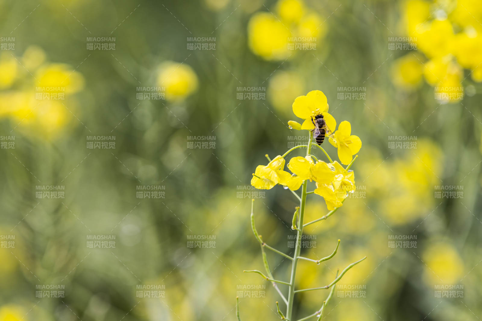 蜂采油菜花图片