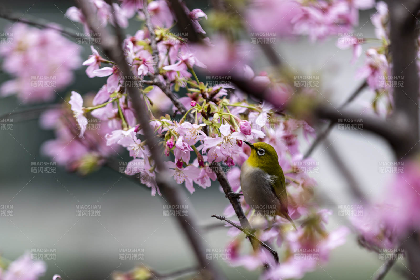 樱花枝头小鸟栖图片