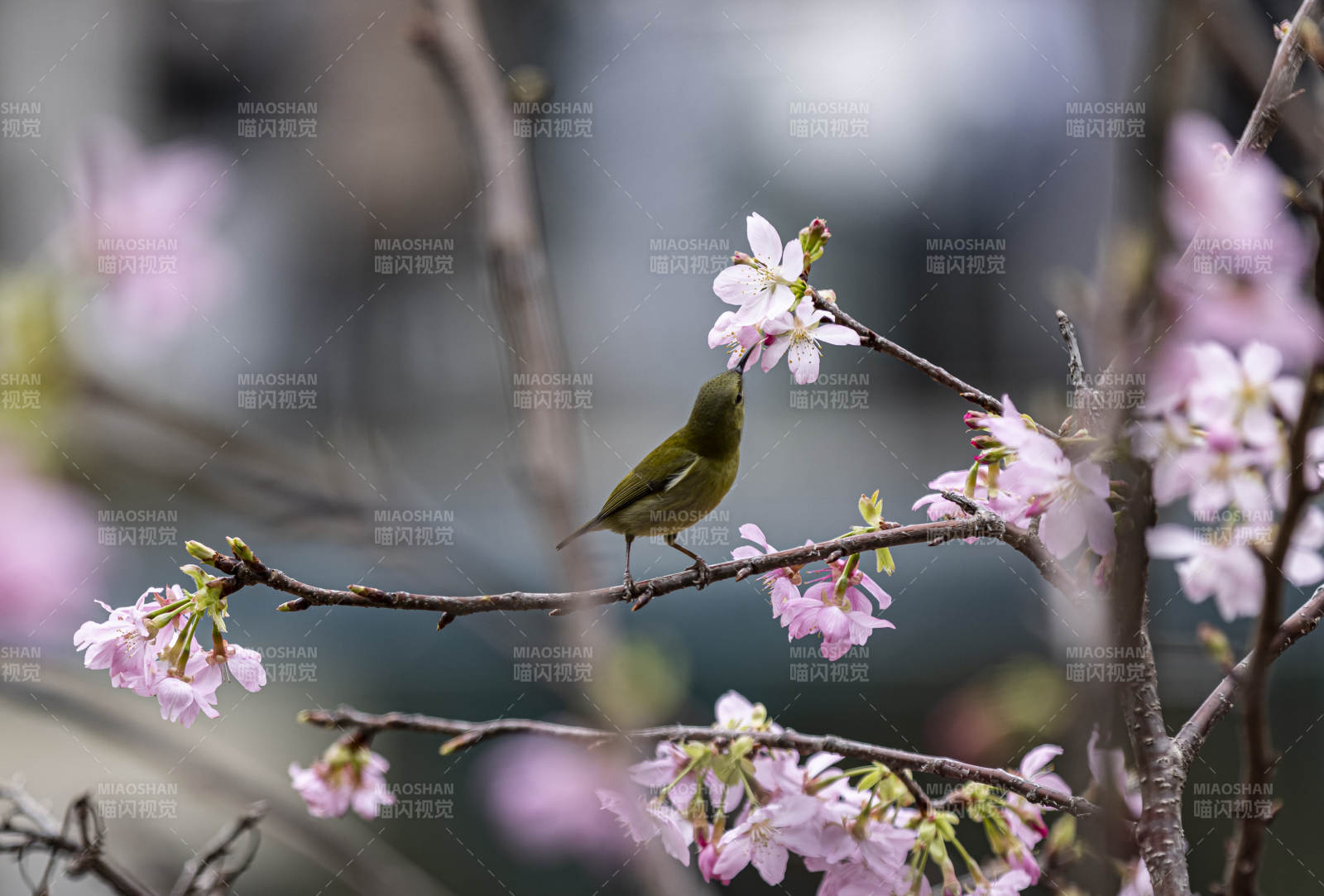 福州春鸟栖花枝图片