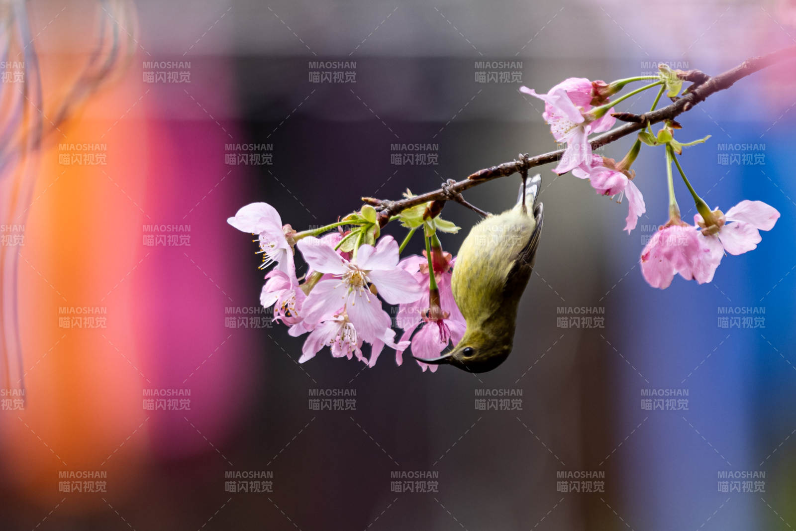 樱花枝头小鸟觅食图片