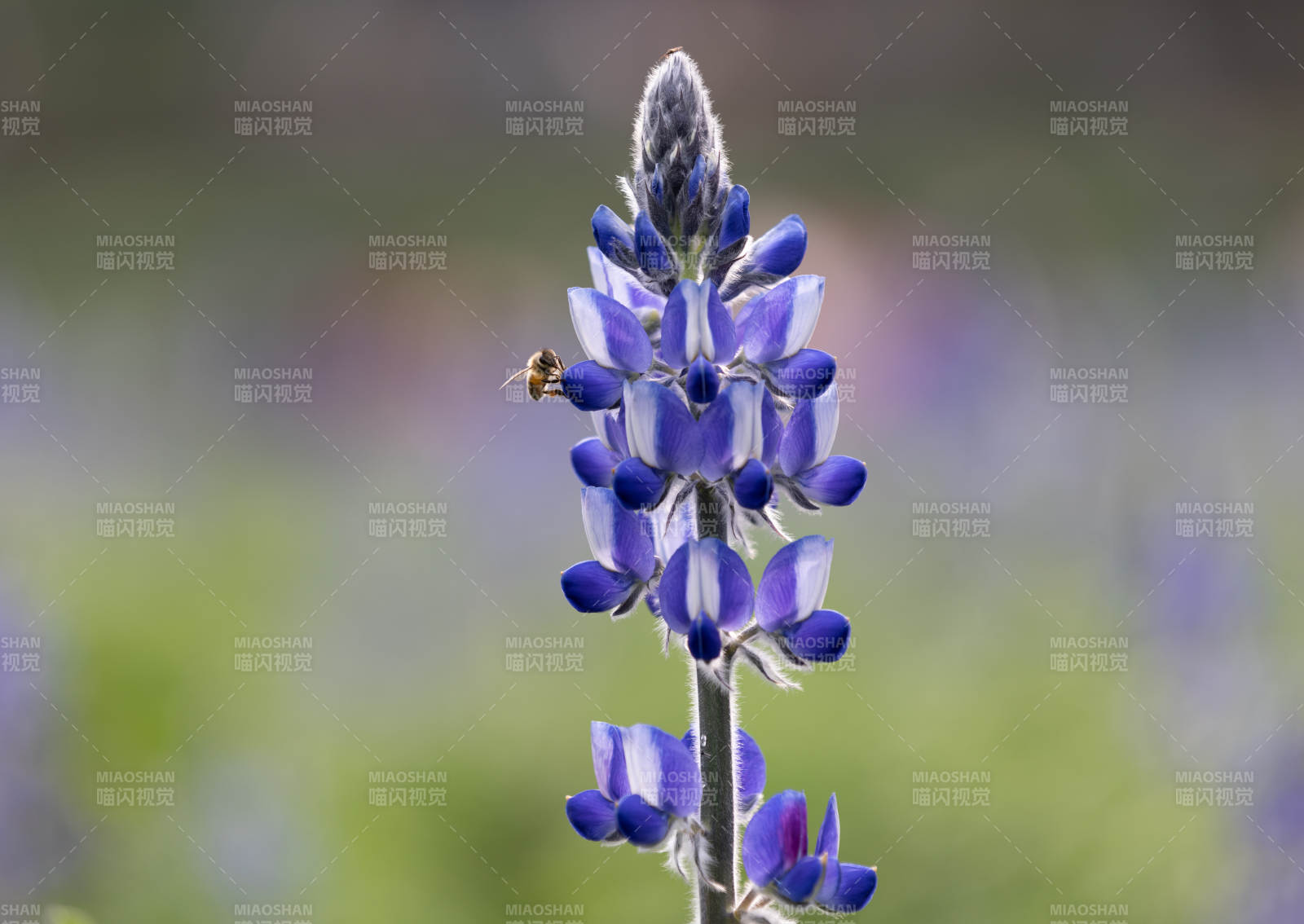 鲁冰花紫花上的蜜蜂图片