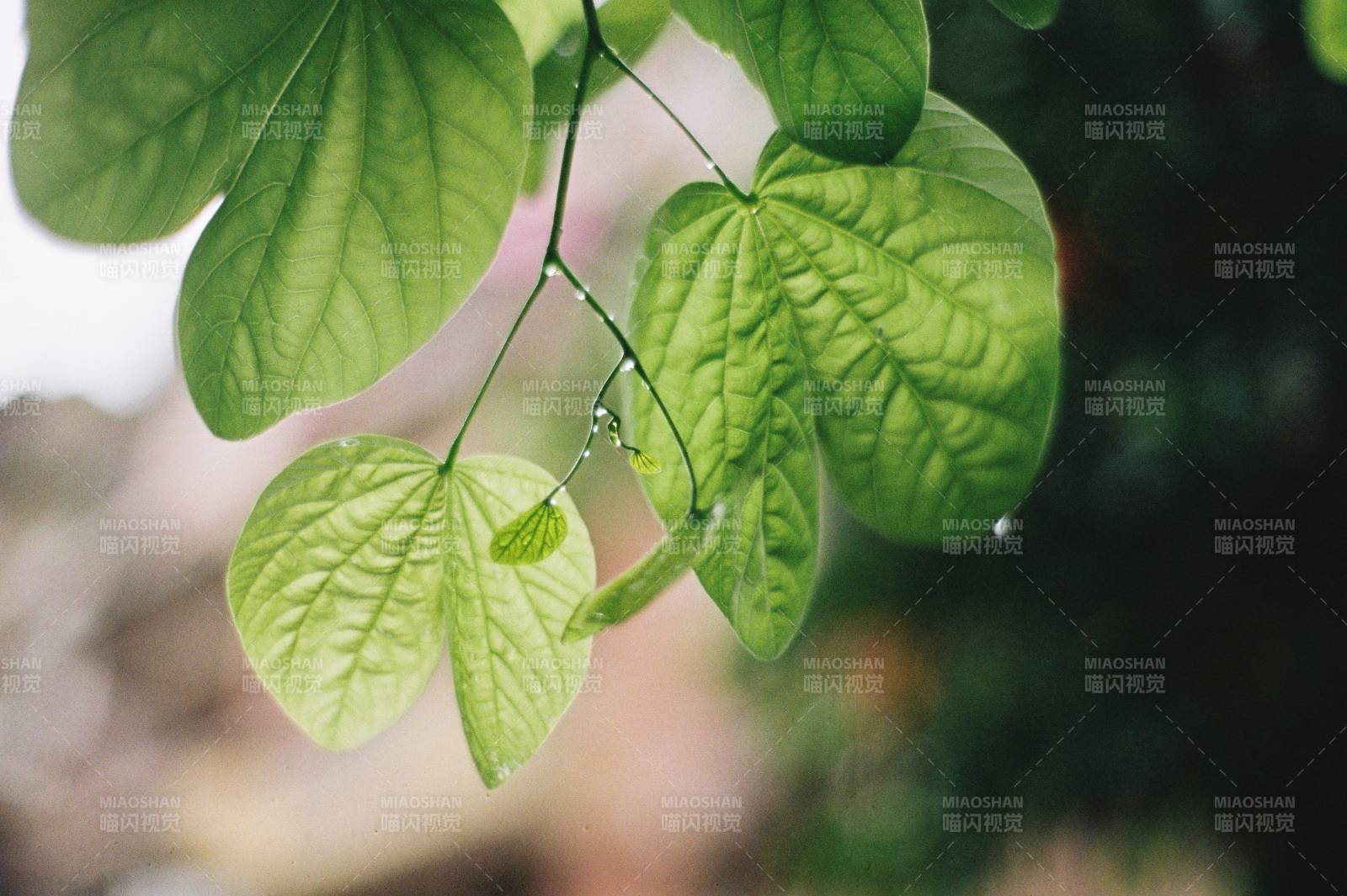 羊蹄甲绿叶轻舞图片
