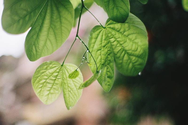 羊蹄甲绿叶轻舞图片
