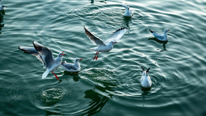 水鸟嬉戏湖面图片