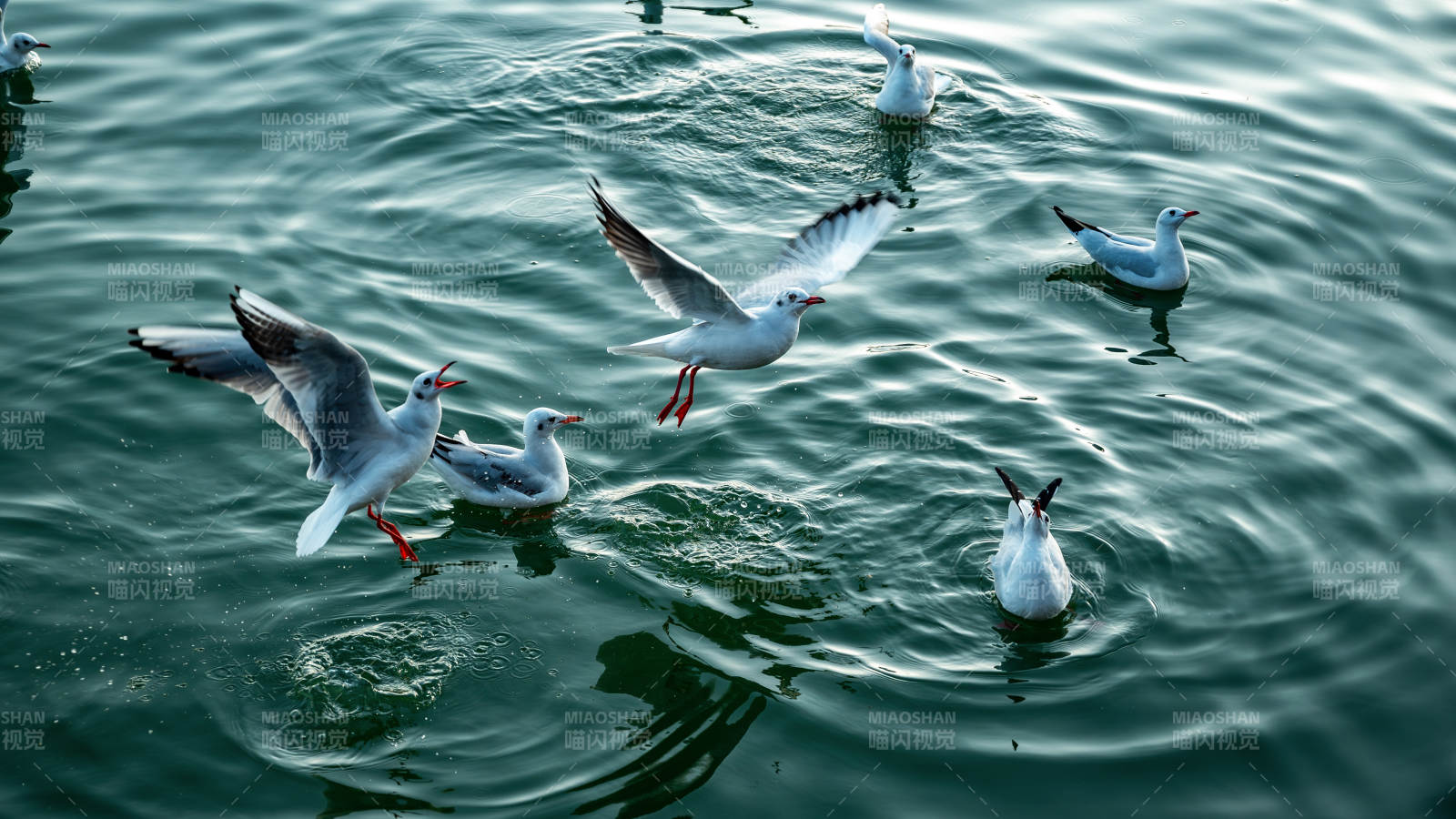 水鸟嬉戏湖面图片