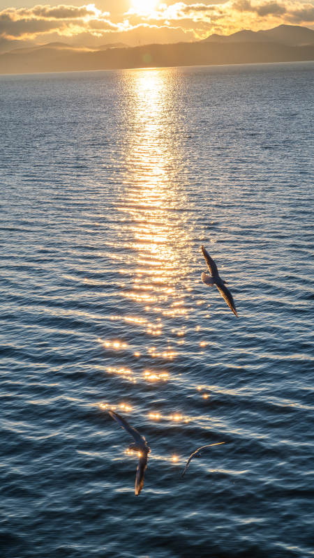 海鸥逐日光图片