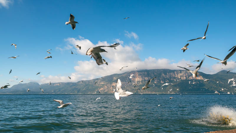 湖上飞鸟翱翔图片