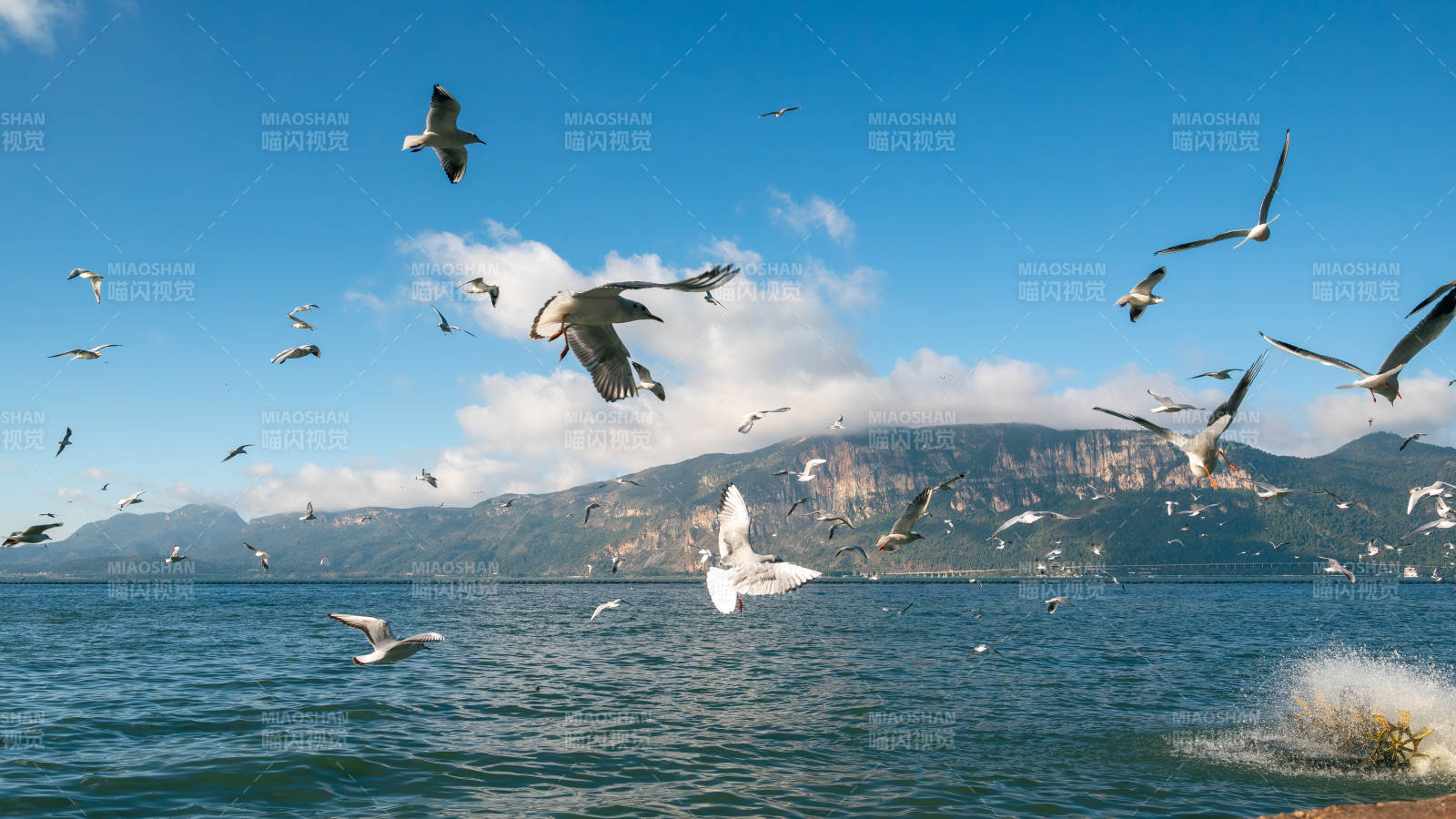 湖上飞鸟翱翔图片