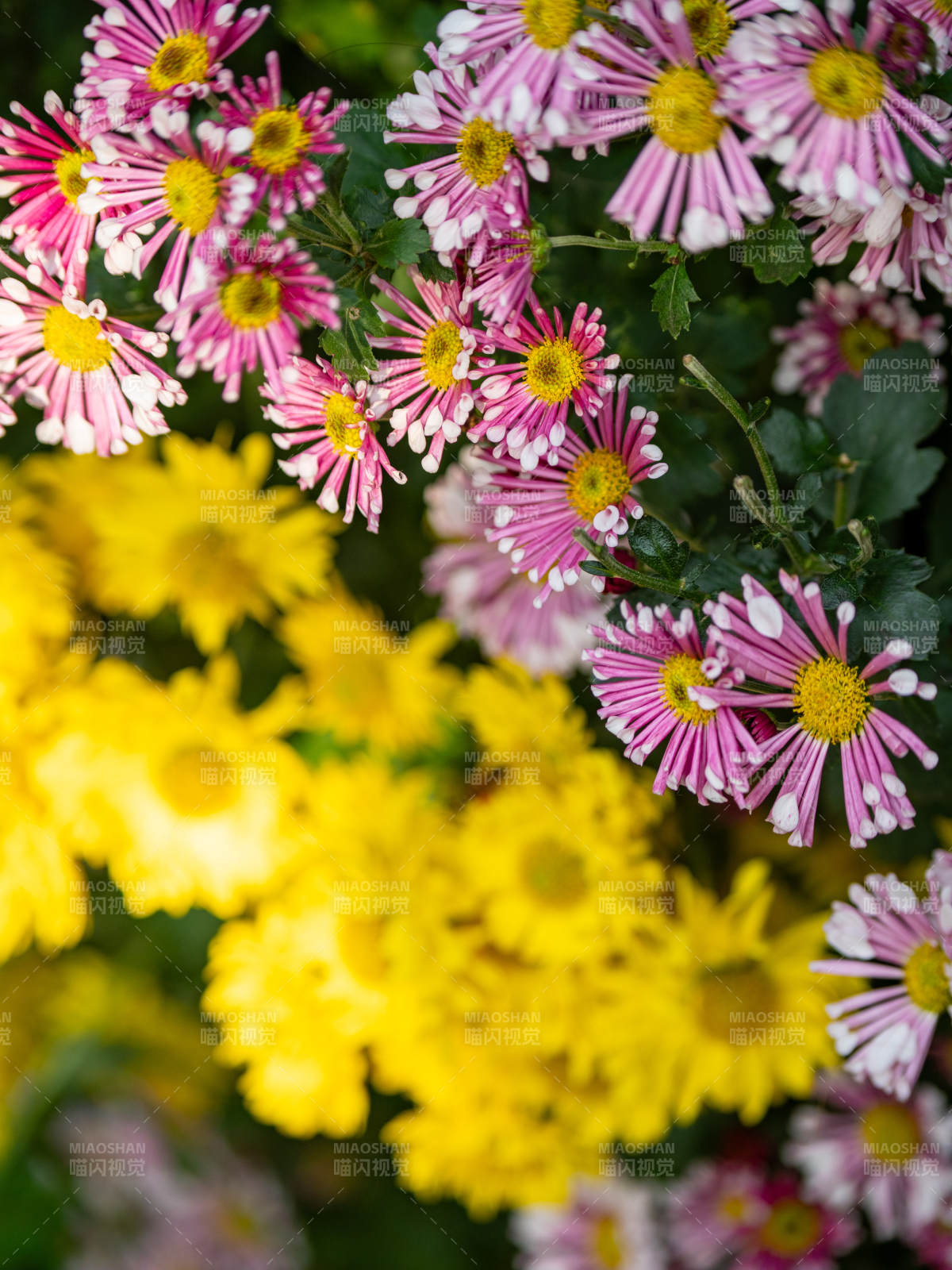 秋菊绽放 色彩斑斓图片