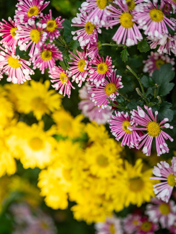 秋菊绽放 色彩斑斓图片