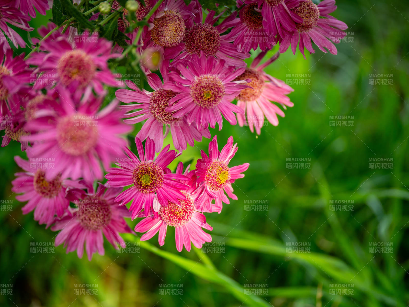 粉菊绽放 绿意盎然图片