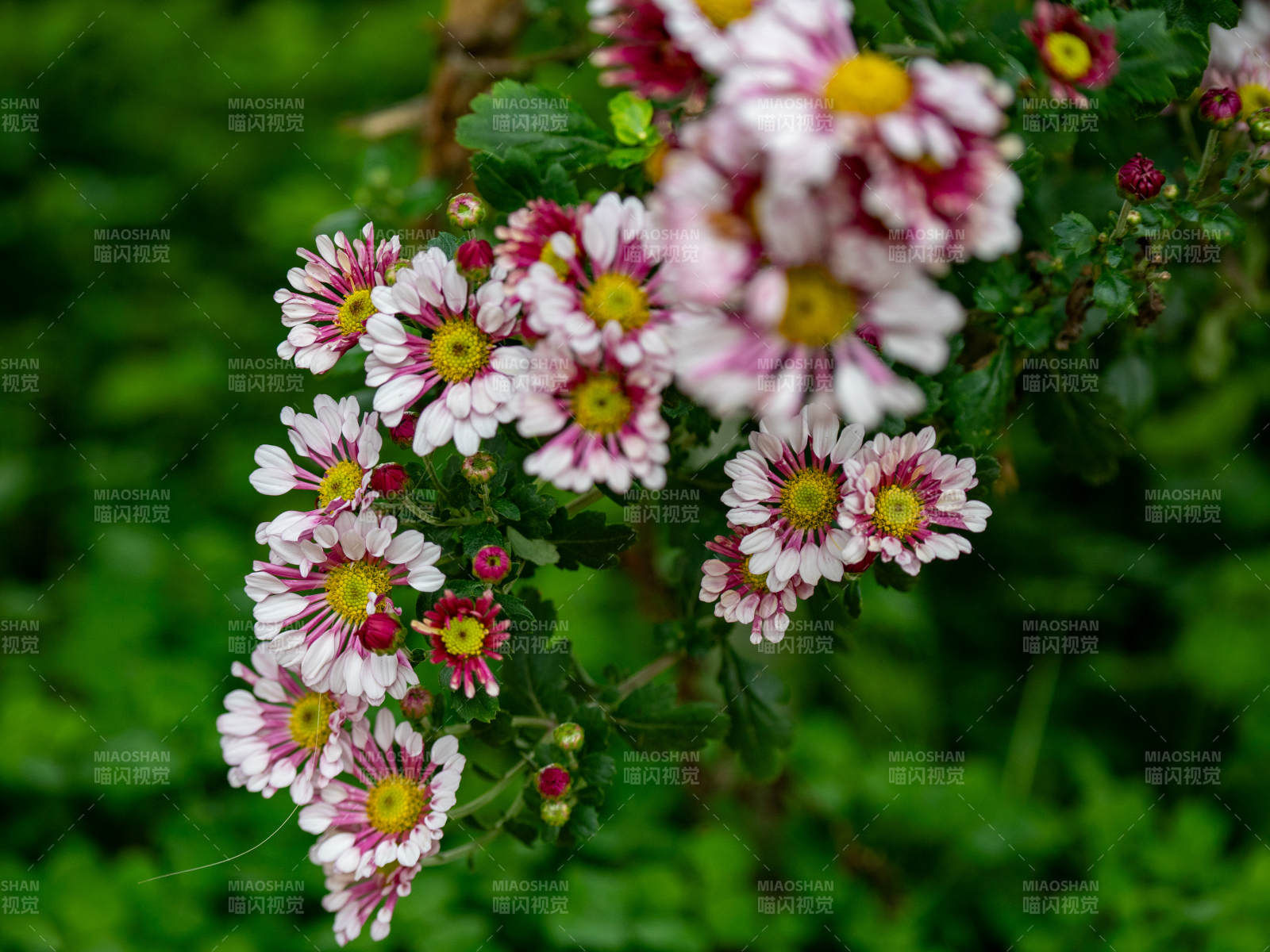 秋菊绽放 美不胜收图片