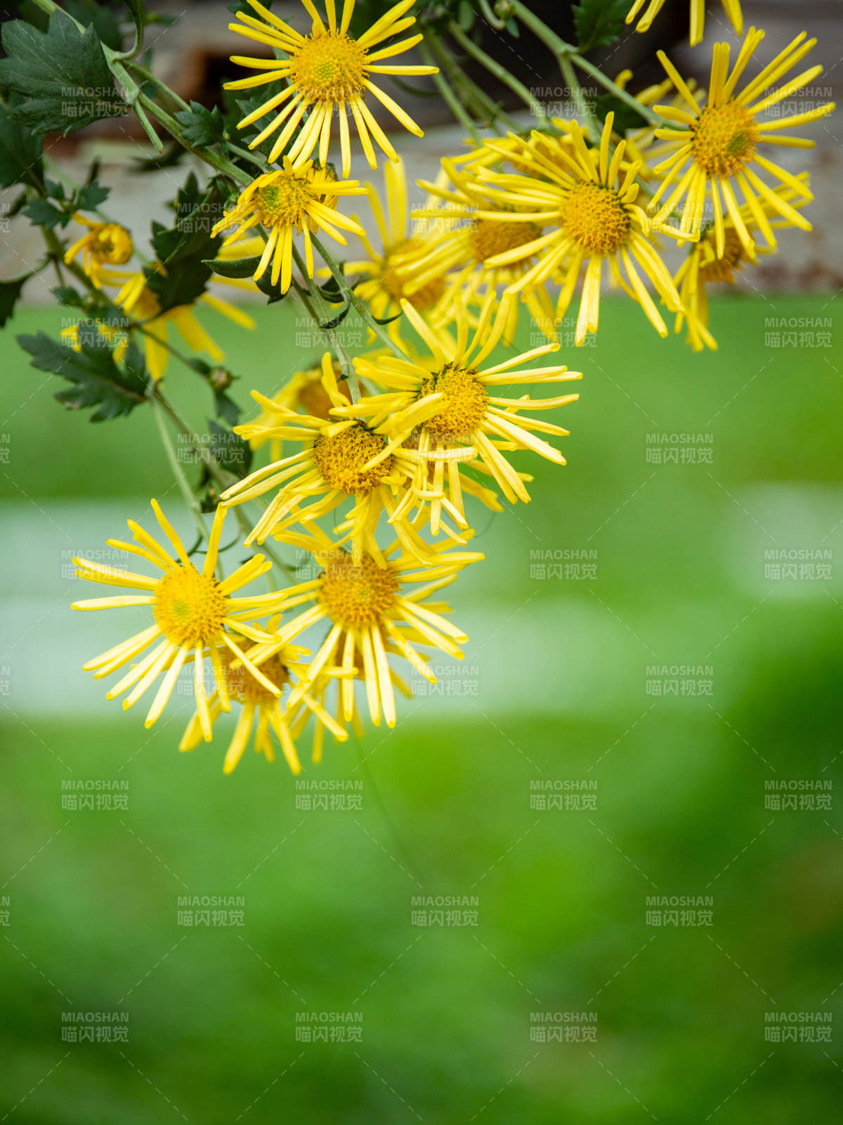 金菊绽放 生机盎然图片