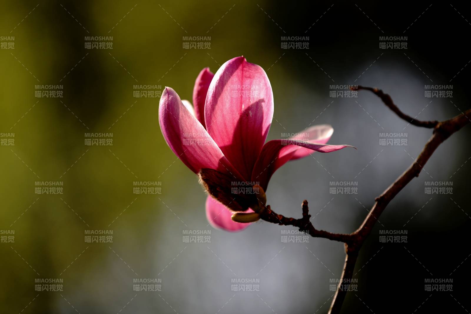 粉红玉兰花绽放图片